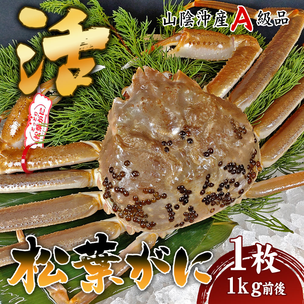【安心と信頼のタグ付き】松葉ガニ 活生 1kg前後 1枚