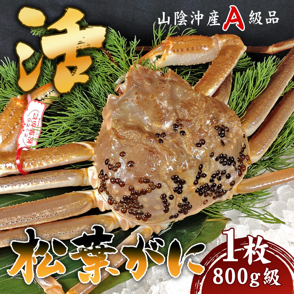 【安心と信頼のタグ付き】松葉ガニ 活生 800g程度 1枚