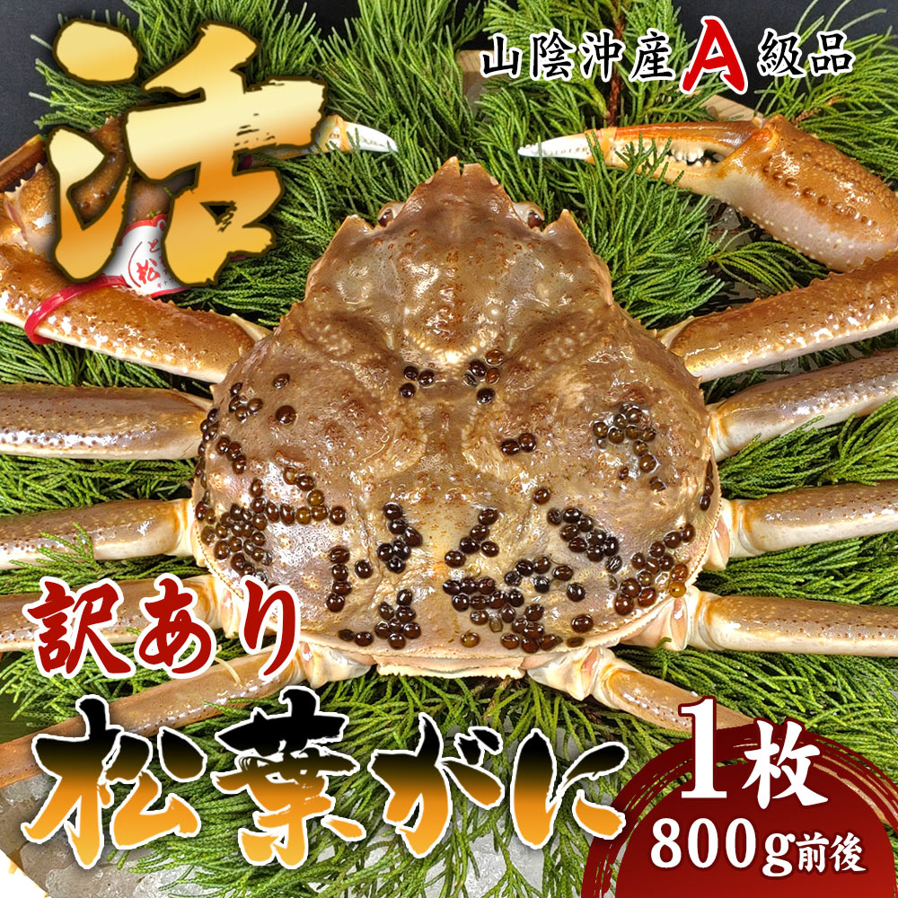 【訳あり品!】松葉ガニ 活生(1本折れ)800g前後 1枚