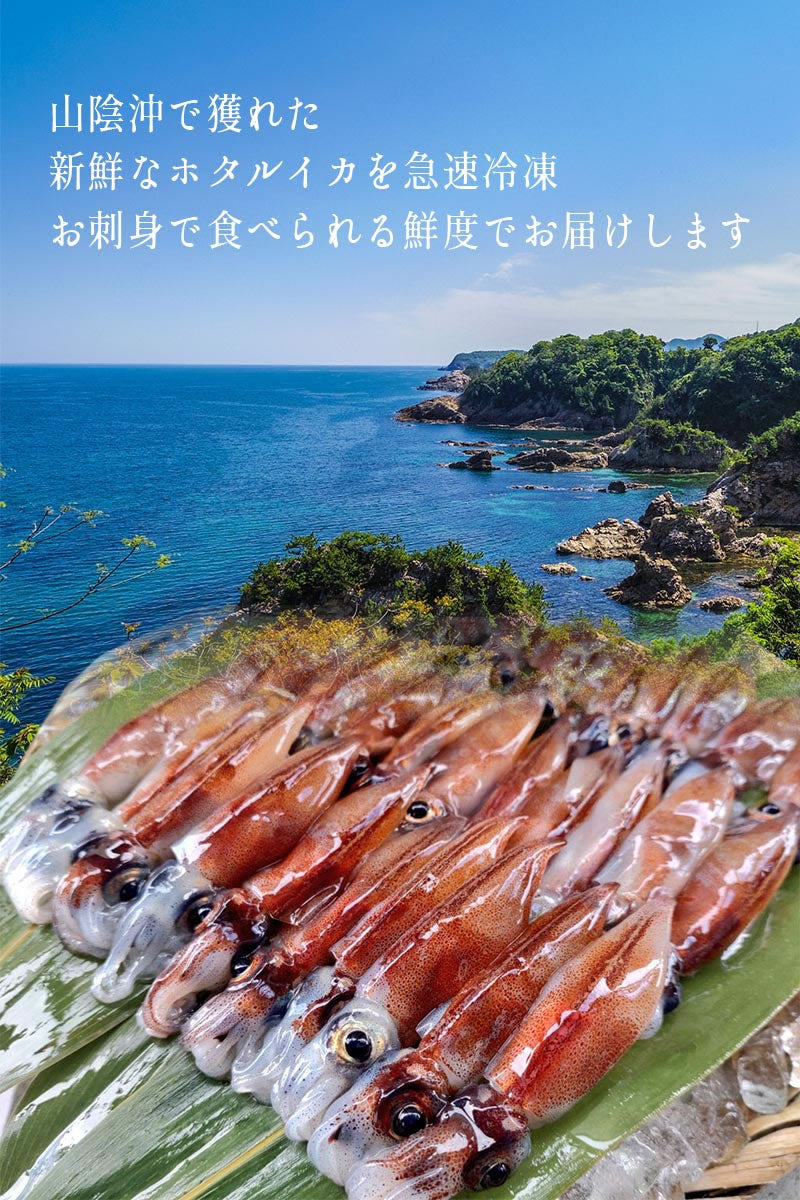 生ホタルイカ(プロトン凍結) 1kg(250g×4パック)※A級