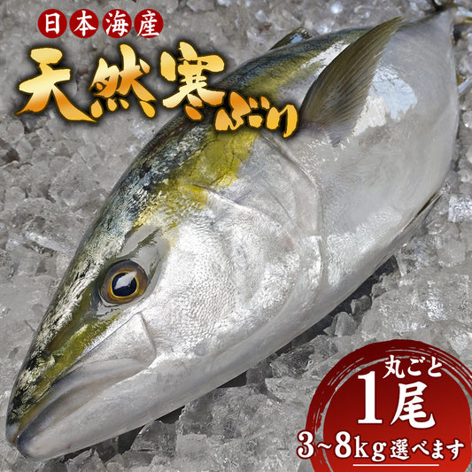 天然寒ぶり