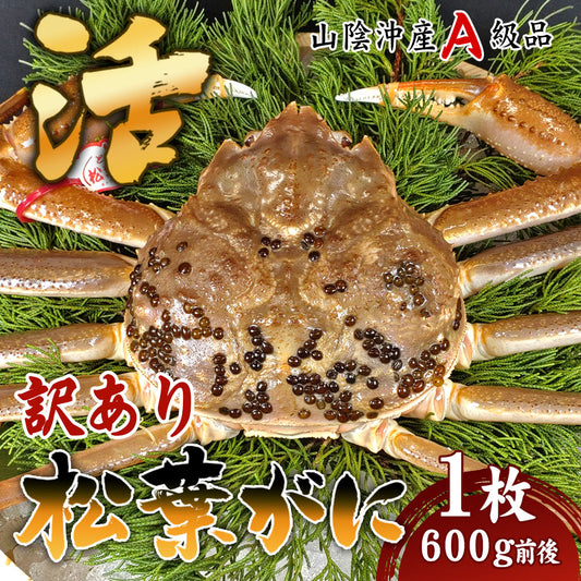【訳あり品！】松葉ガニ   活生（1本折れ）600g程度 1枚