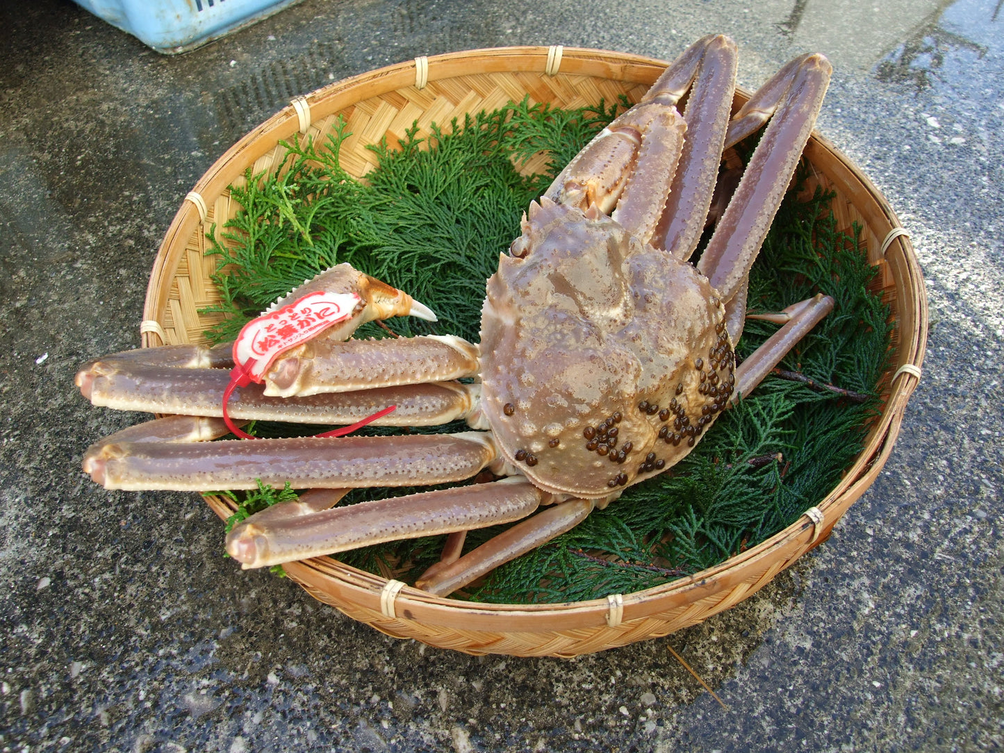 【安心と信頼のタグ付き】松葉ガニ　活生 500-600g程度 1枚